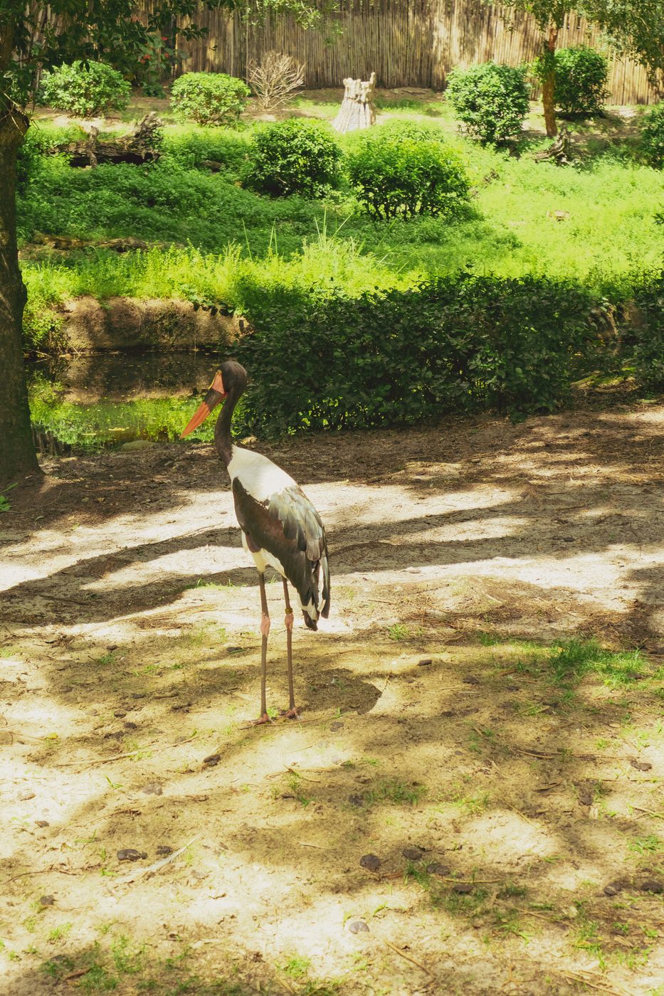 A saddle-billed stork on the savanna
