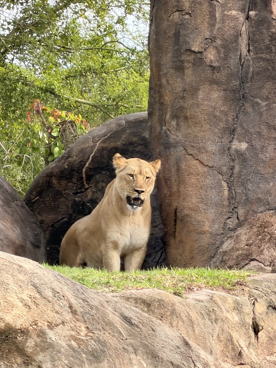 A lioness on Kilimanjaro Safaris