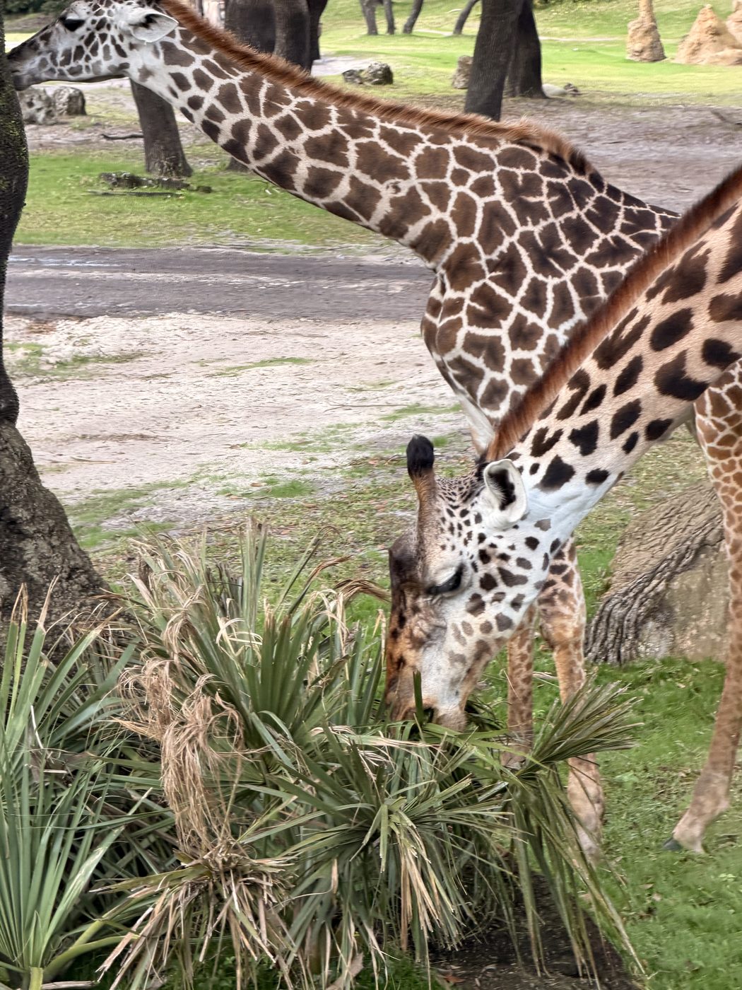 Giraffes on the savanna