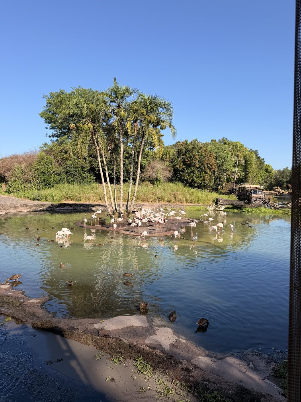 Flamingo island on Kilimanjaro Safaris