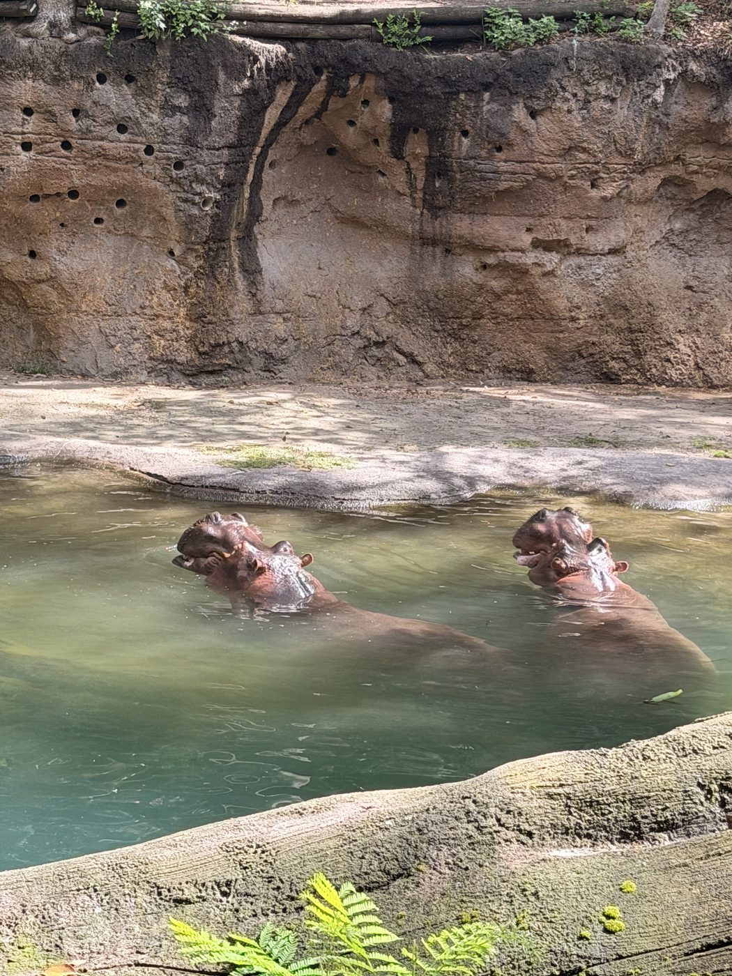 Hippos on Kilimanjaro Safaris