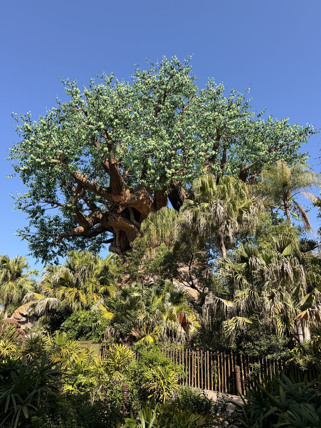 The Tree of Life by day