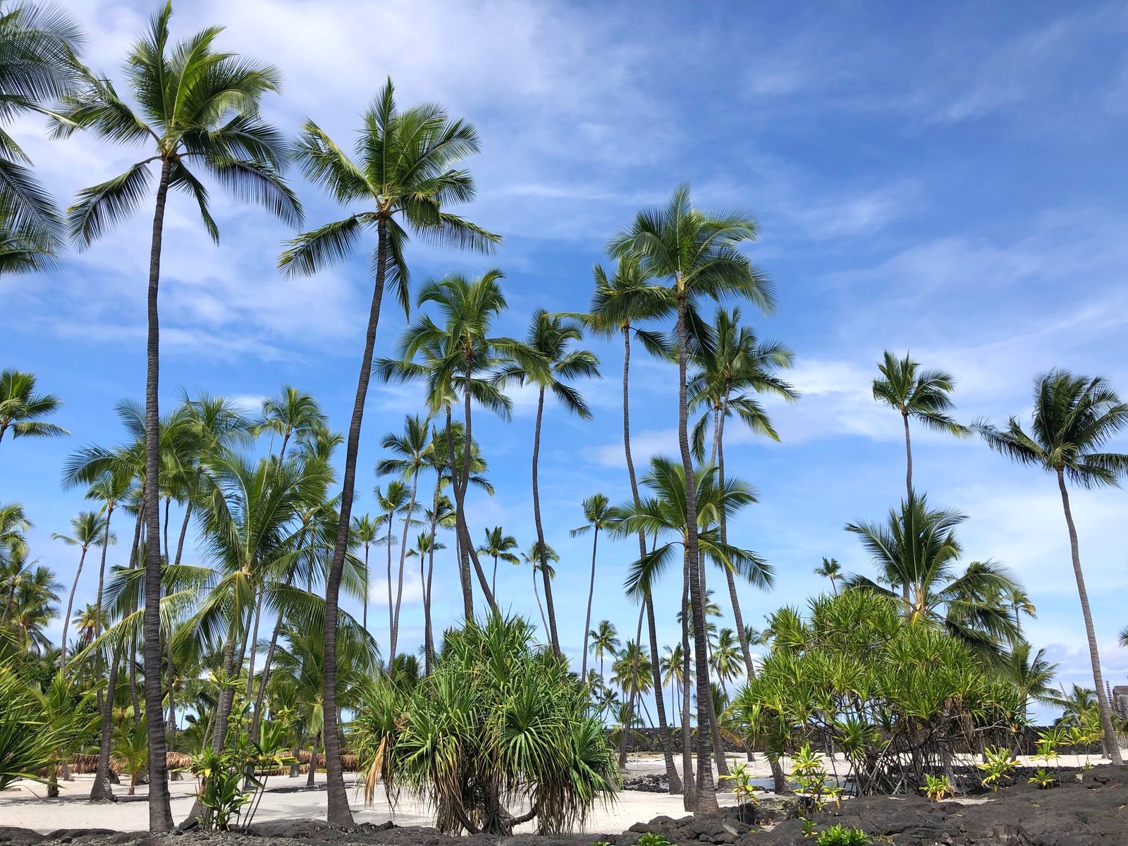 A grove of palm trees over white sand under a bright blue sky
