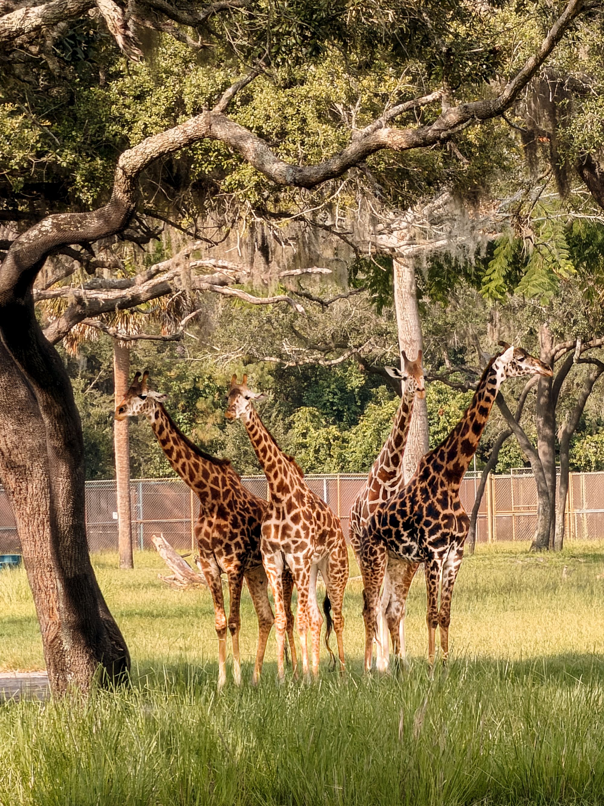 A tower of giraffes under the oaks