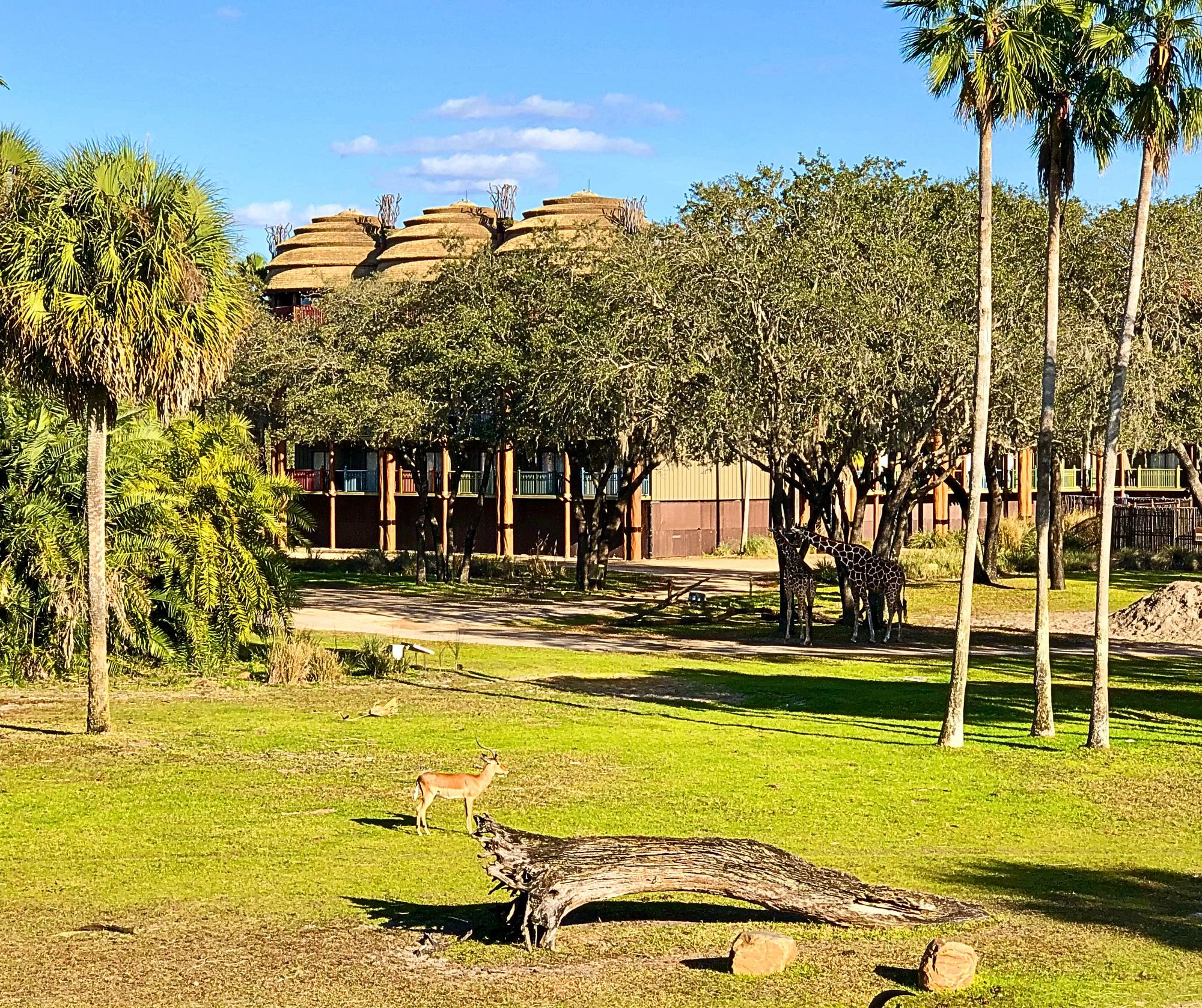 Animals grazing on the savanna