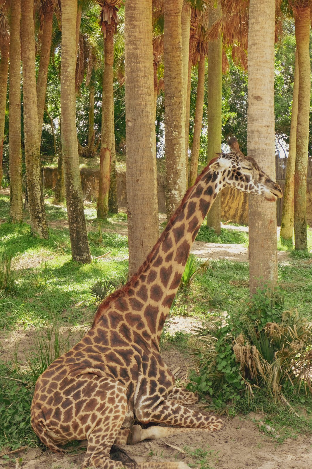 A giraffe on Kilimanjaro Safaris